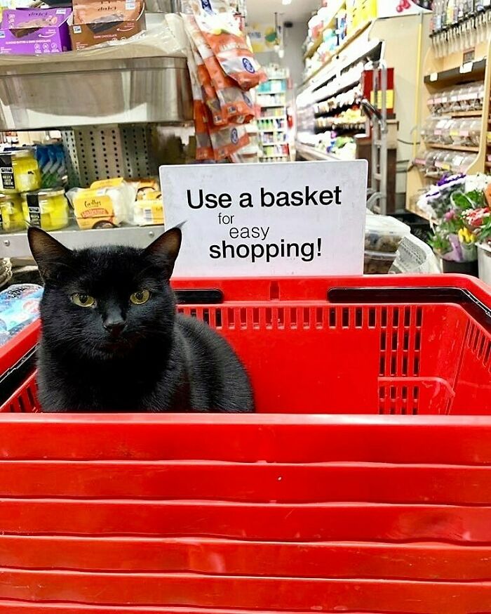 In a convenience store, a black cat sits inside a red plastic shopping basket, in front of the sign reading "use a basket for easy shopping."