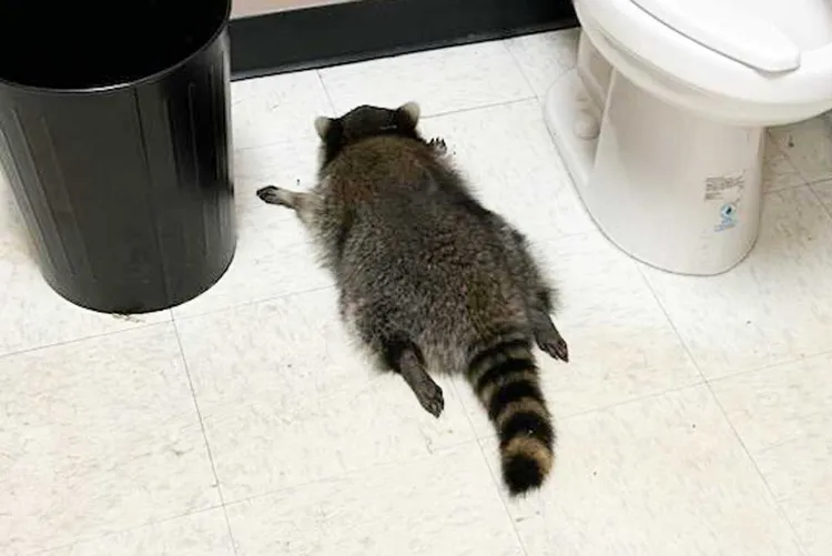 A raccoon lies on its stomach on the bathroom floor next to the toilet