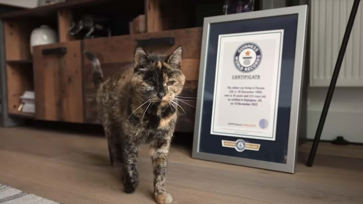 A cat stands next to a framed award from the Guinness book of world records.