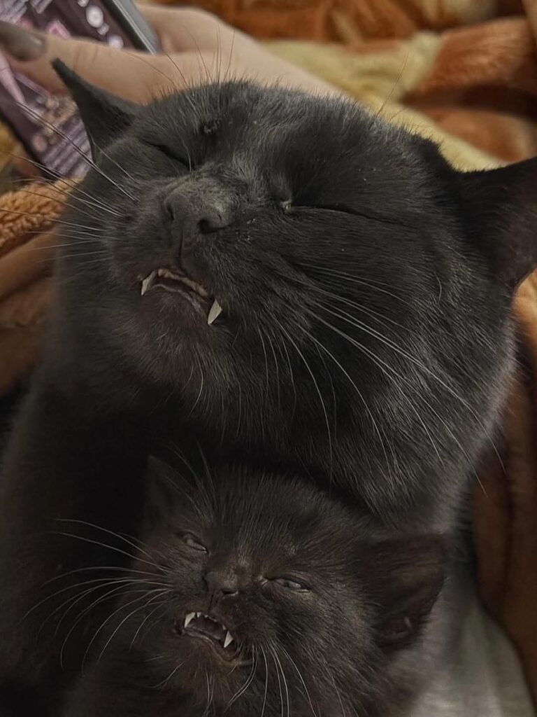 Two black cats, one large cat and one small kitten, show their fangs.