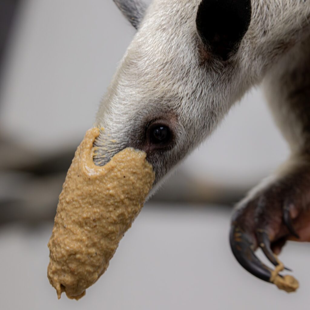 A tamandua has peanut butter on its very long snout.