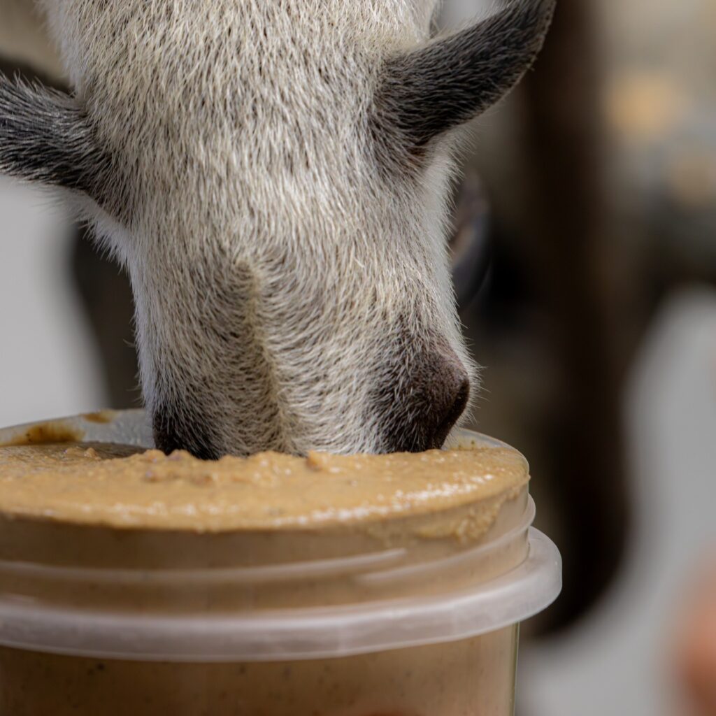 A tamandua buries its nose in a large jar of peanut butter.