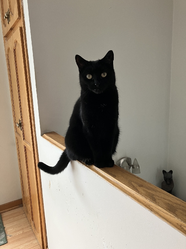A black cat sits on a railing and looks at you