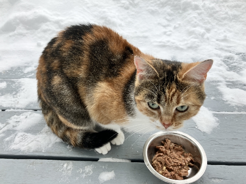 A calico colored cat eats wet cat food from a metal dish on a snow-covered outdoor deck.