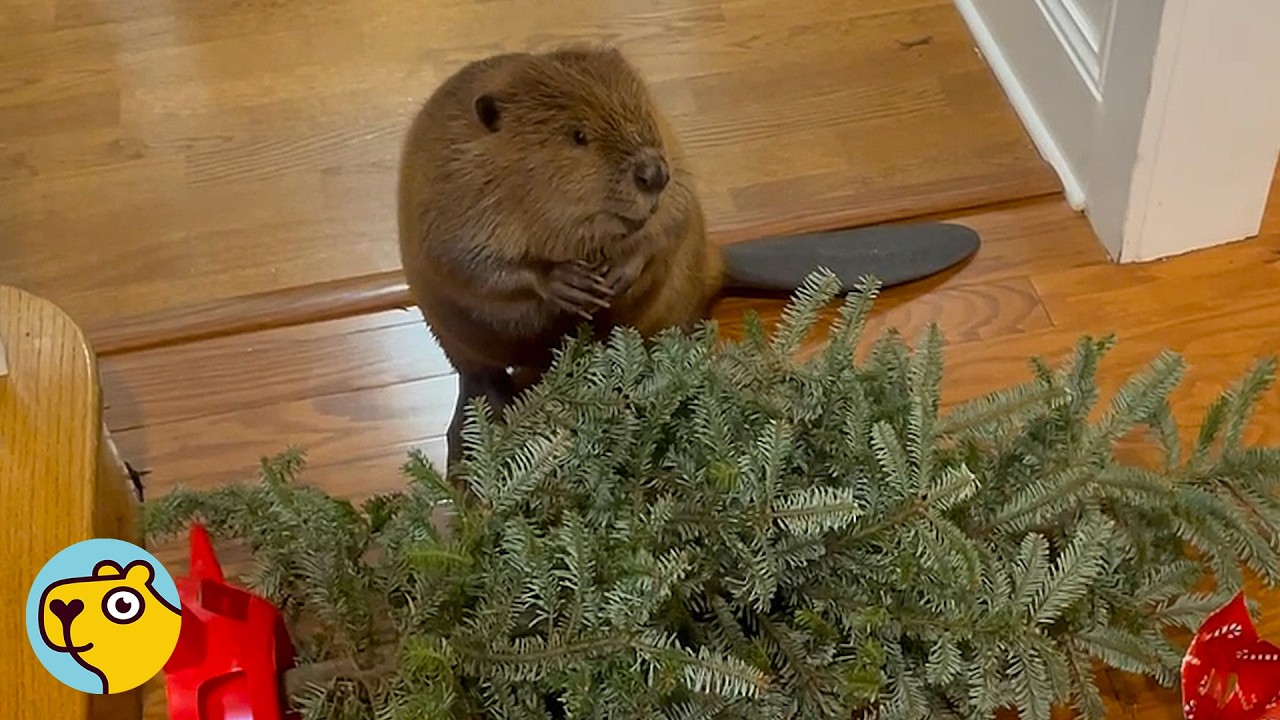 a beaver inside a home inspects a pine tree on its side