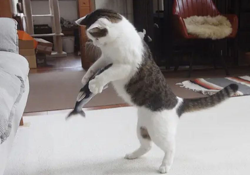 A kitten plays excitedly with a toy fish.