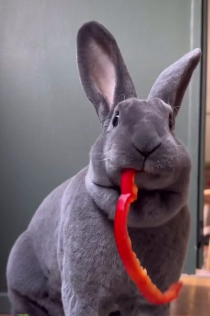 A rabbit with gray fur eats a piece of red bell pepper