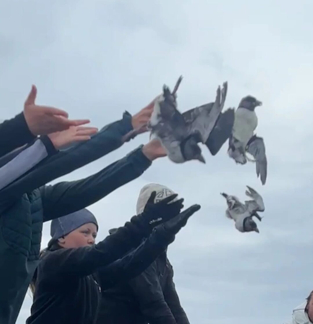 Humans toss puffins into the air
