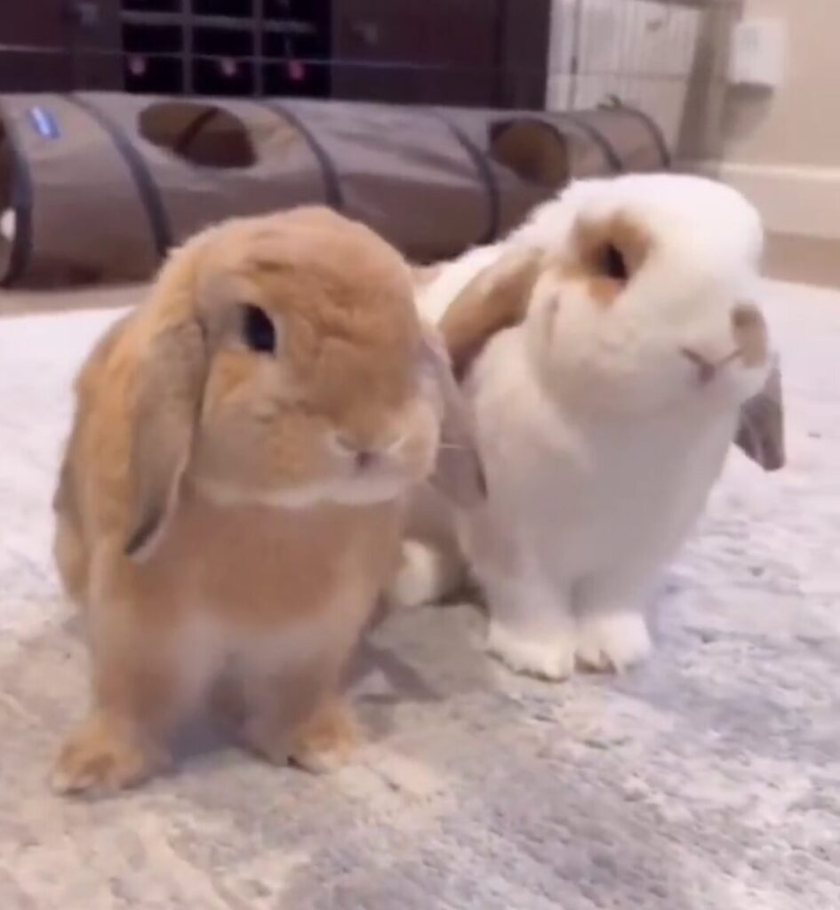 Two lop-eared rabbits sit side-by-side 