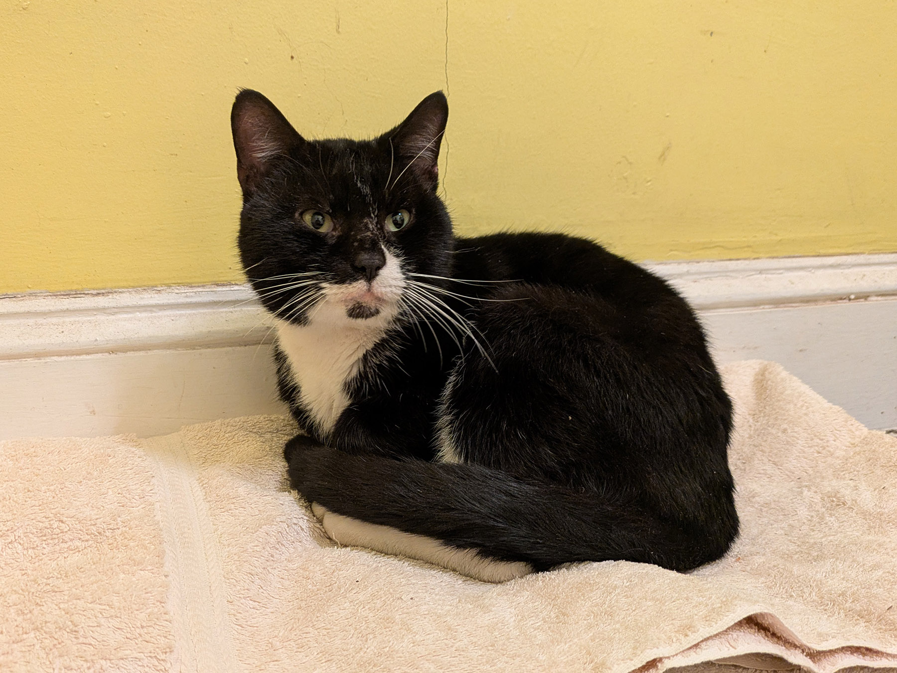 black and white cat poses on a towel in front of a yellow wall.