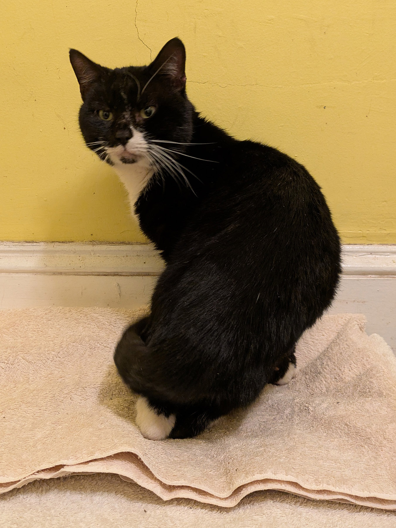 black and white cat poses on a towel in front of a yellow wall.