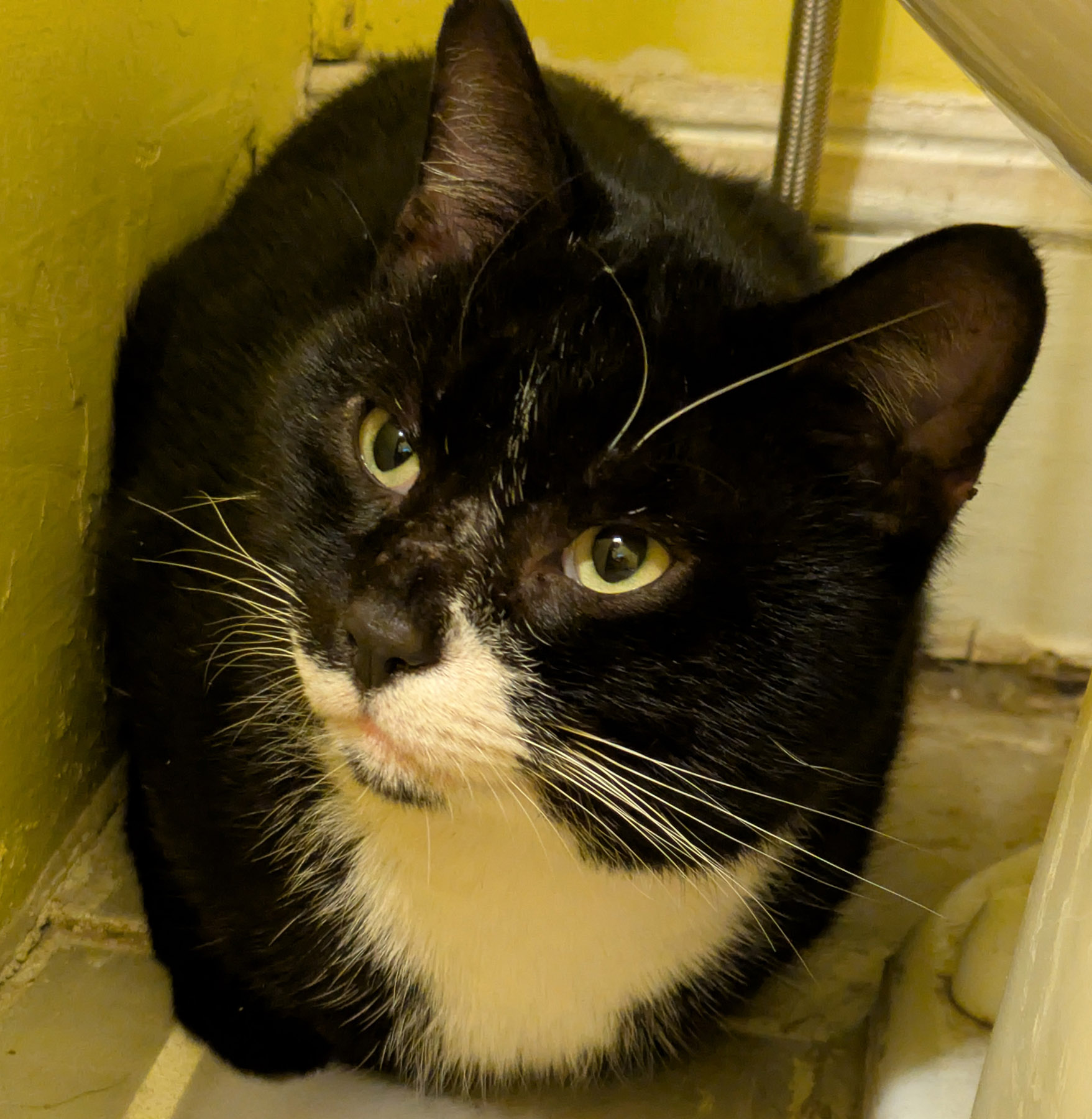 black and white cat sits in a corner.