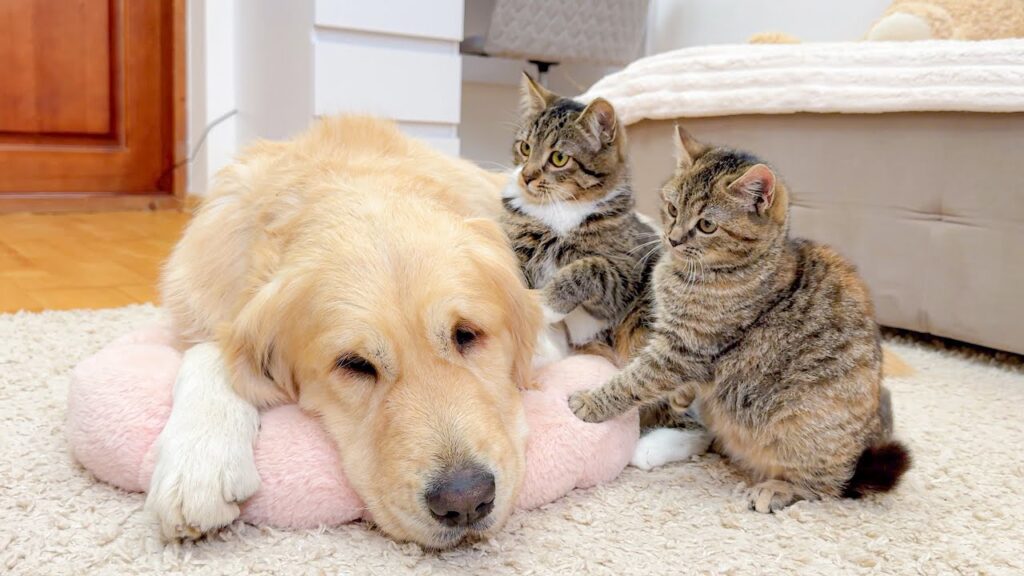 A Golden retriever dog rests his head on a small cat bed while two kittens look at him