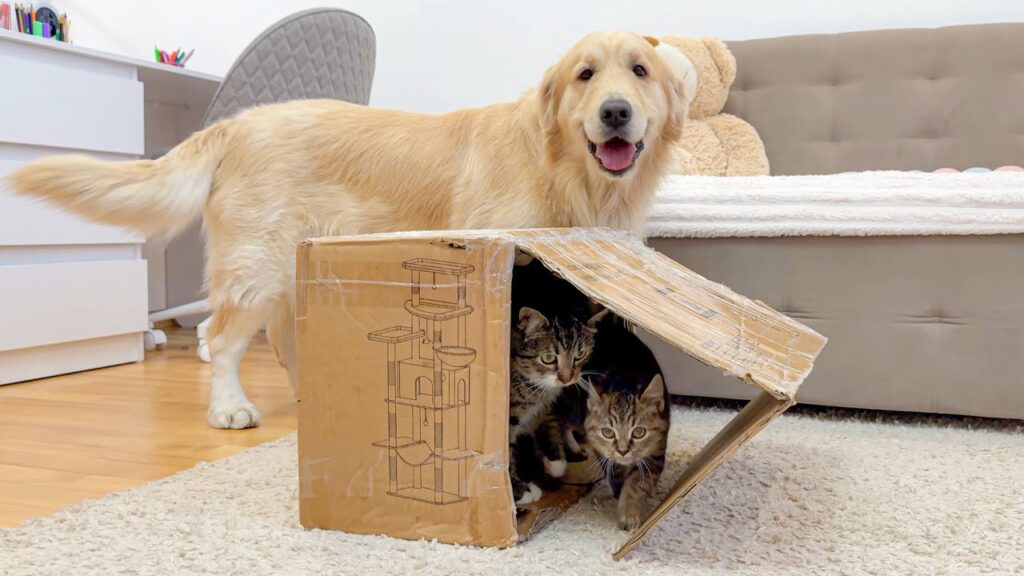 a golden retriever dog stands behind a box turned on its side, with two kittens playing inside it.