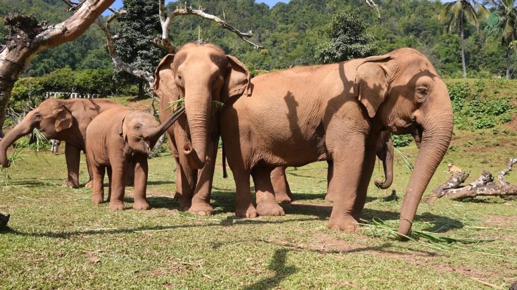 Four elephants, including a baby elephant, walk together