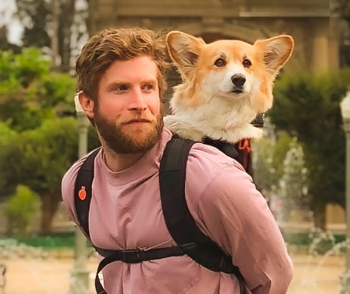 Bearded man carries a corgi dog in a pack on his back