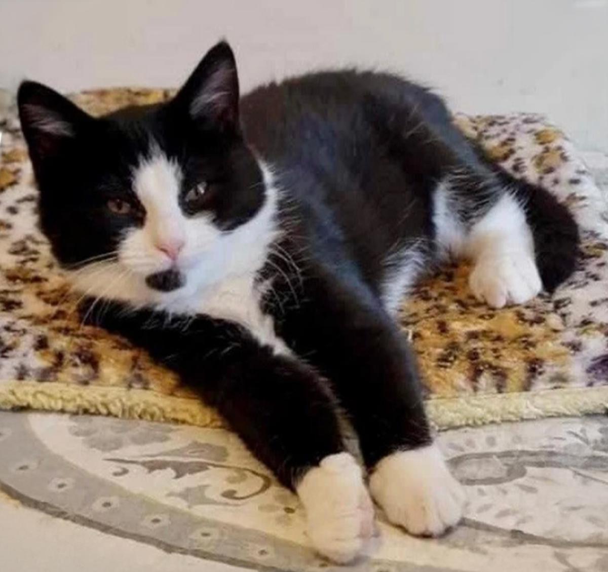 Black and white cat reclines 