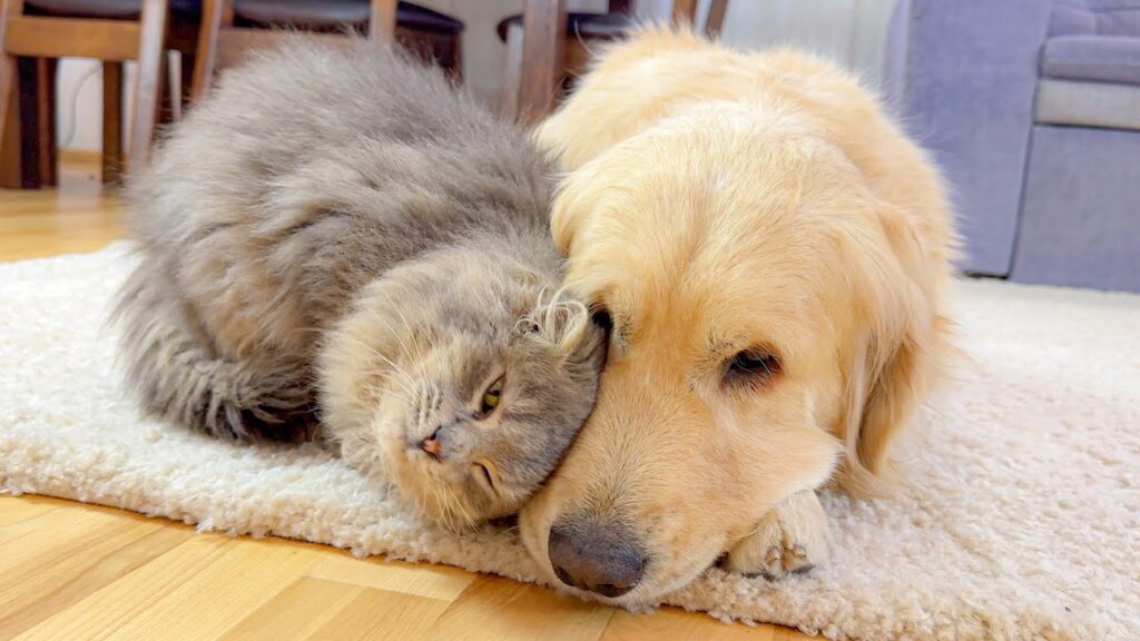A gray cat rubs its head against the face of a golden retriever dog