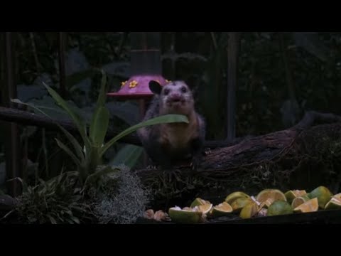 An opossum in a forest setting