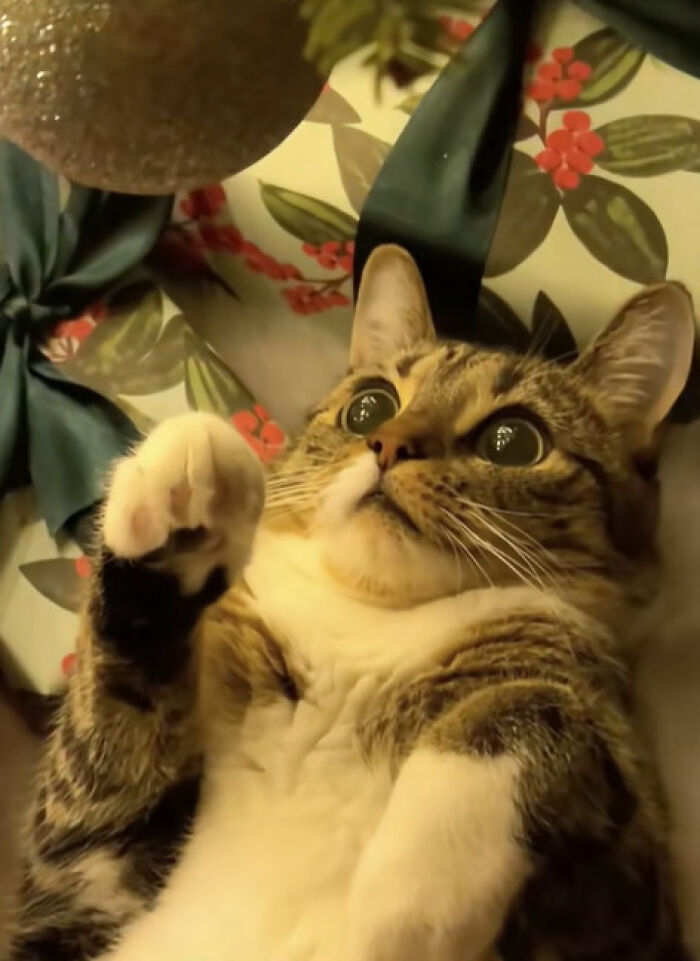 Cat lies on its back looking up at a Christmas ornament with very wide eyes