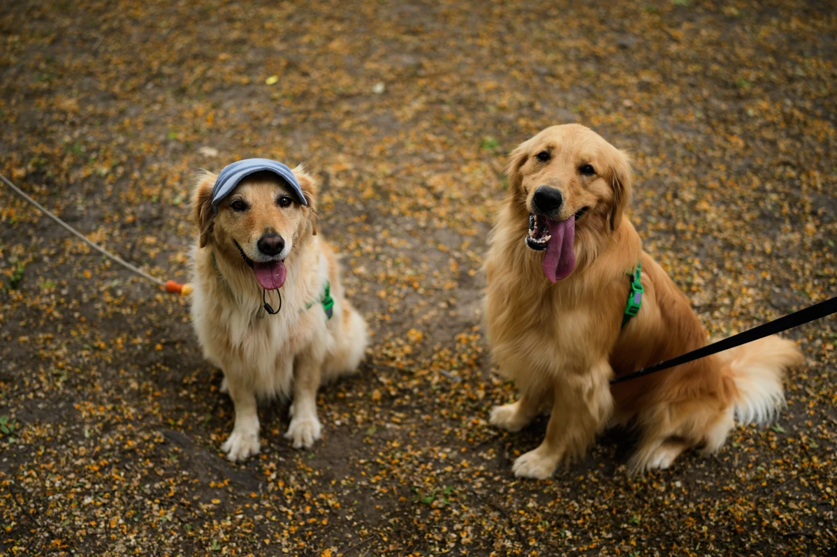 Two golden retrievers sit in a park.
