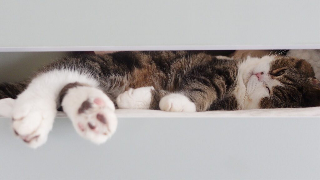 Maru the famous cat rests on a cat bed