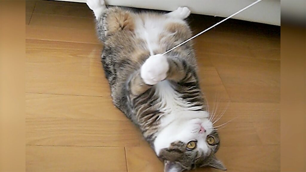 Maru the cat lies on his back, grasping at a string.
