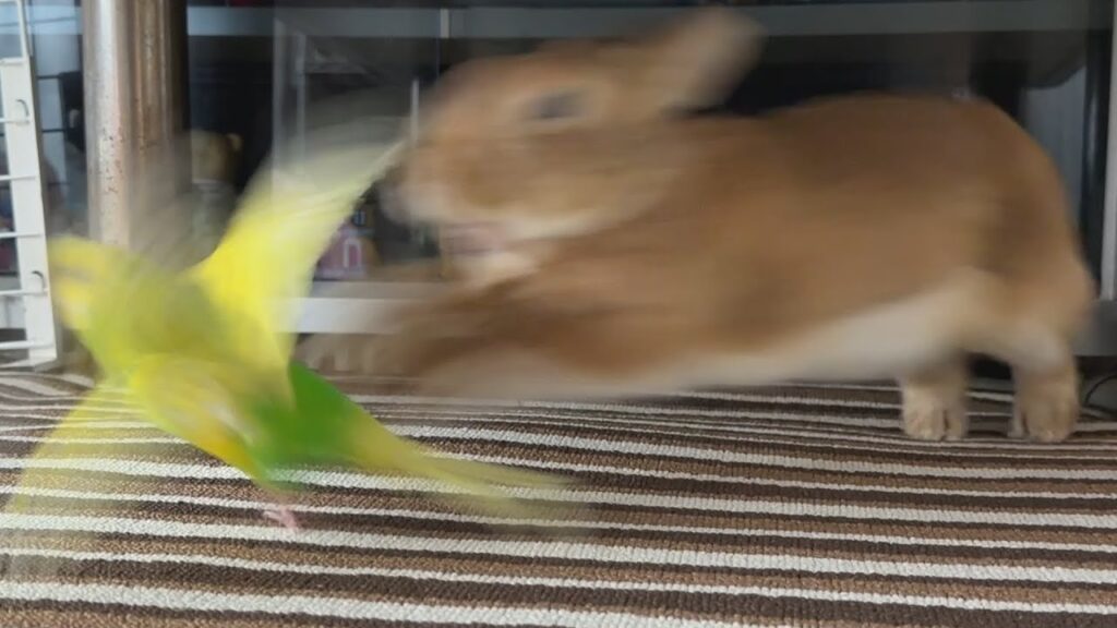 A rabbit lunges at a parakeet. Both animals are captured in blurry motion.