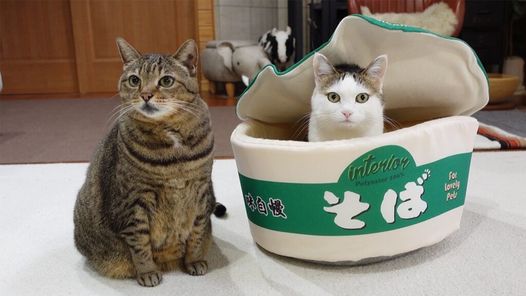 Two cats sit together in a living room. The one on the right is hiding inside a cat toy that looks like an oversized bowl of ramen noodles.