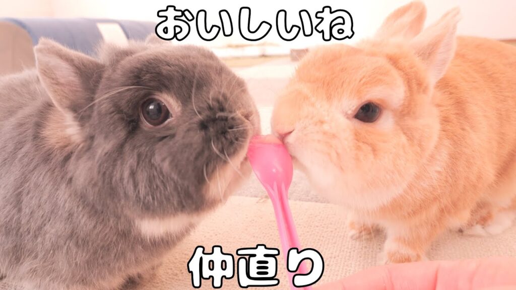 Two dwarf rabbits lick a treat off of a pink plastic spoon.