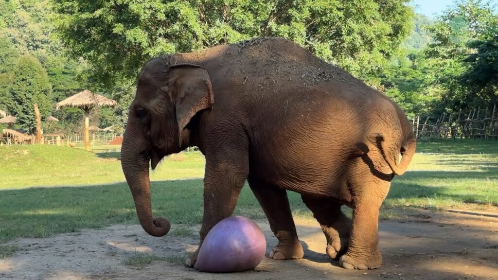 in a green grassy field, and elephant plays with a large pink ball which squishes under her foot.