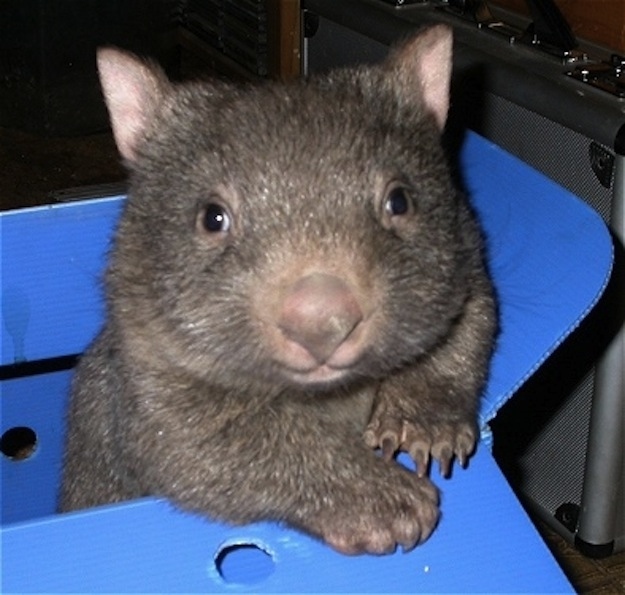 A cute wombat rests its arms on the edge of a blue box and looks at you