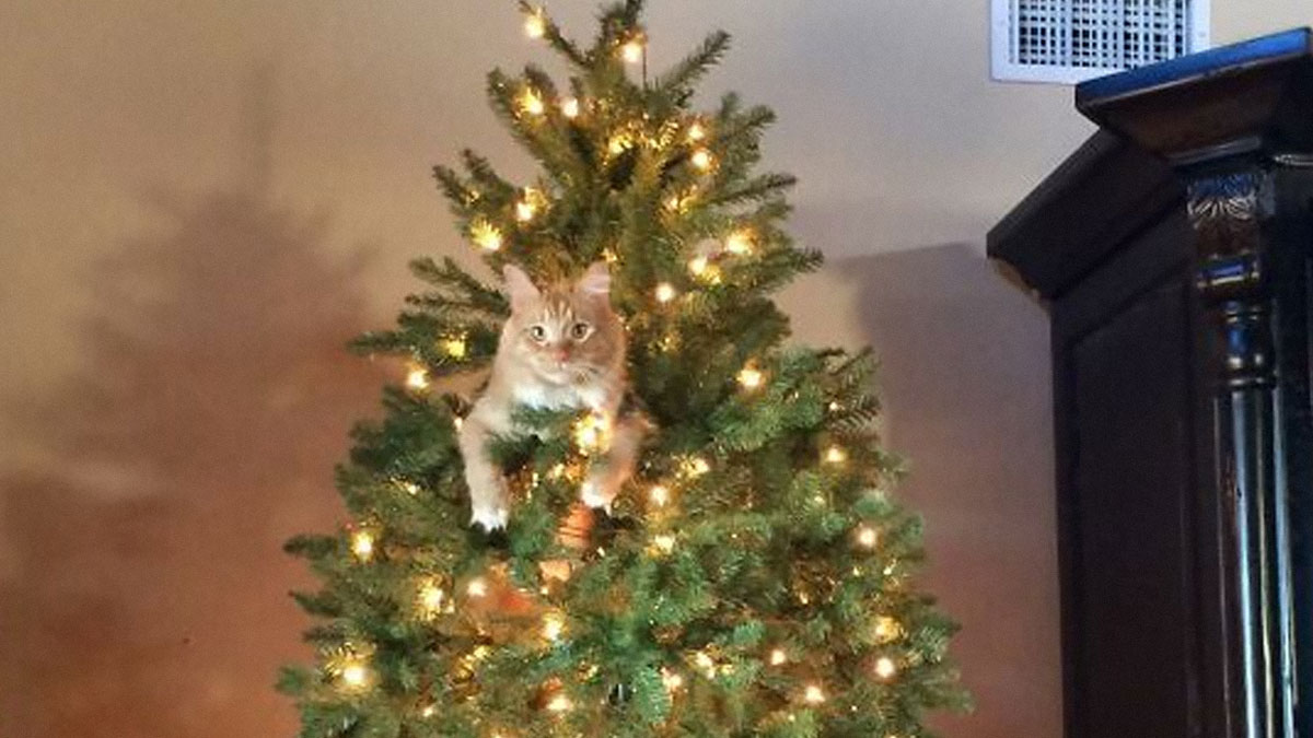 Cat peeks out from within branches of a decorated Christmas tree
