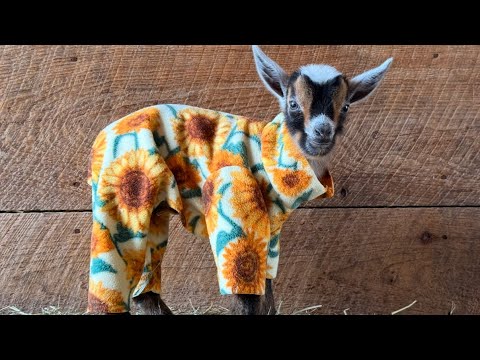 A baby goat stands looking at you, wearing yellow flowered pajamas
