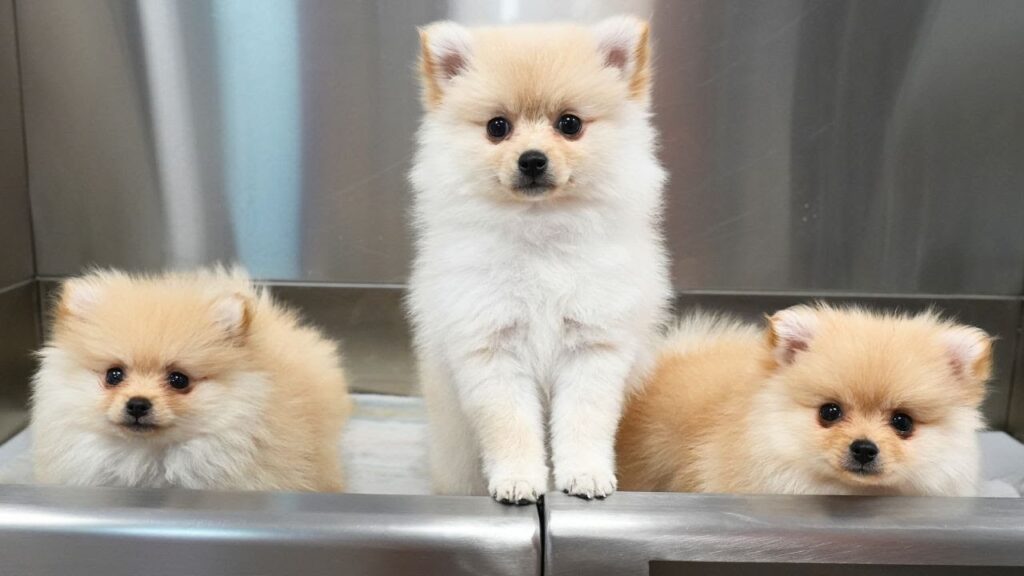 Three fluffy white Pomeranian puppies line up in a row. The dog in the middle is standing and the two dogs on either side are sitting