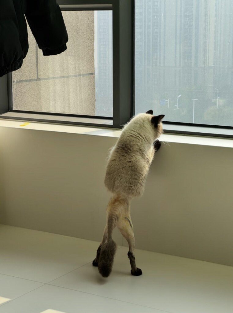 a cat, viewed from behind, stands and looks out of a window. The cat's bottom legs are shaved due to surgery, making the cat appear naked from the waist down.