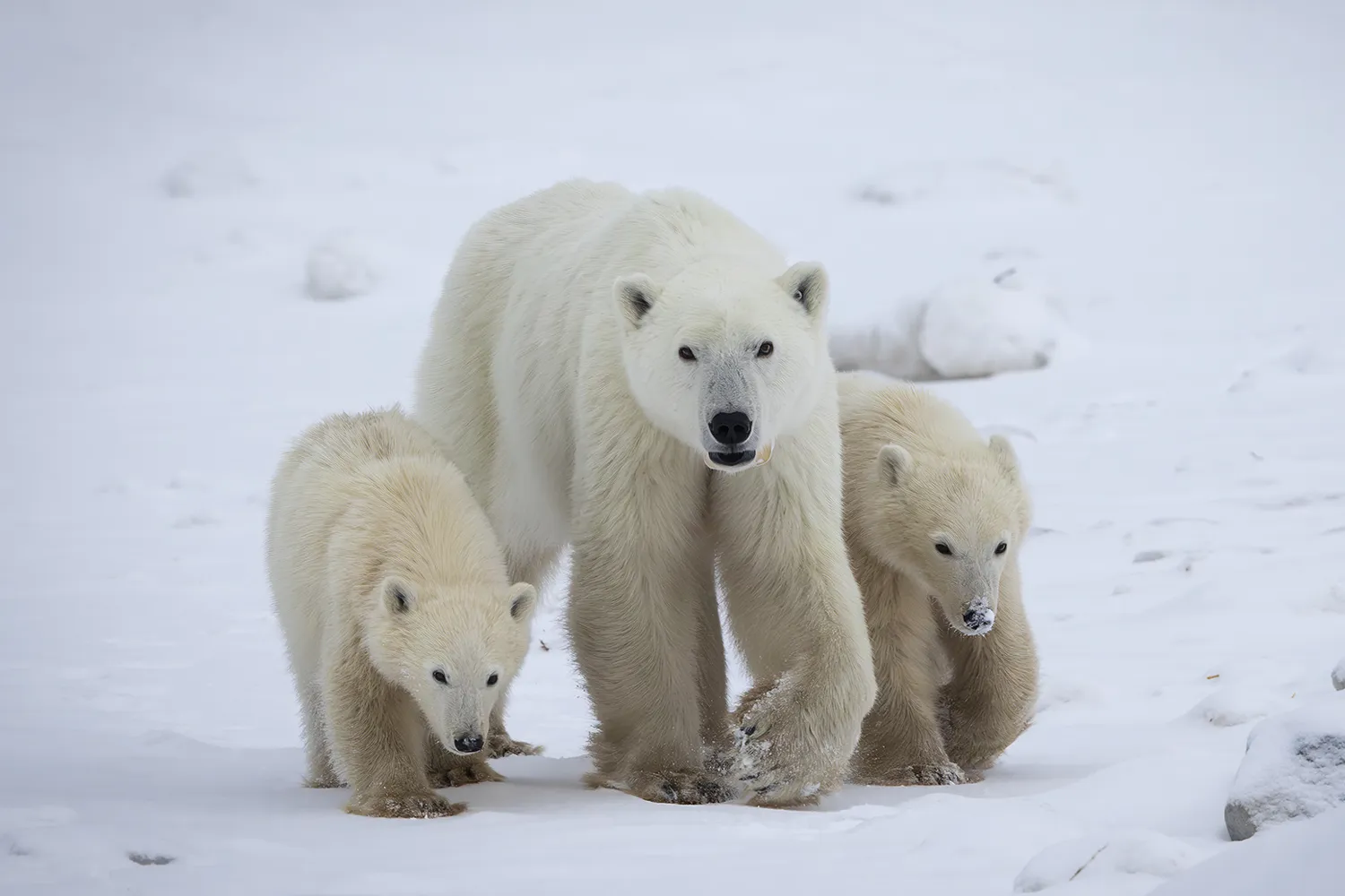 A polar bear flanked by two polar bear cubs walks on a snowy plain 