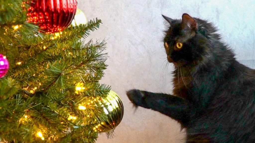 a black cat reaches its paw to a gold ornament on a holiday tree