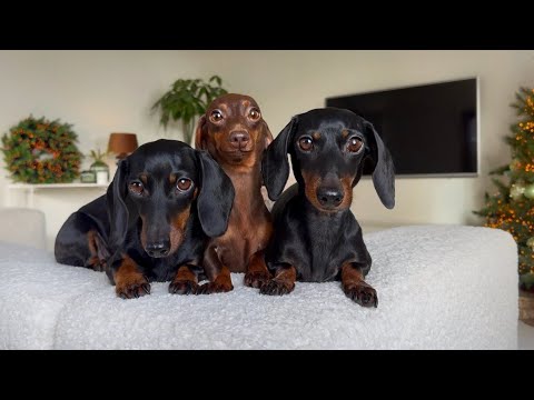 three dachshunds sit on the edge of a sofa and look at you. A christmas wreath can be seen in the background.