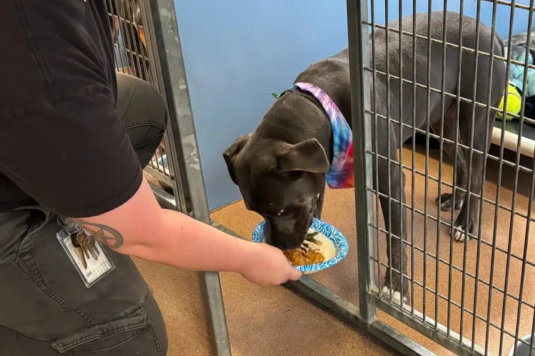 A dog eats from a bowl being held by a person