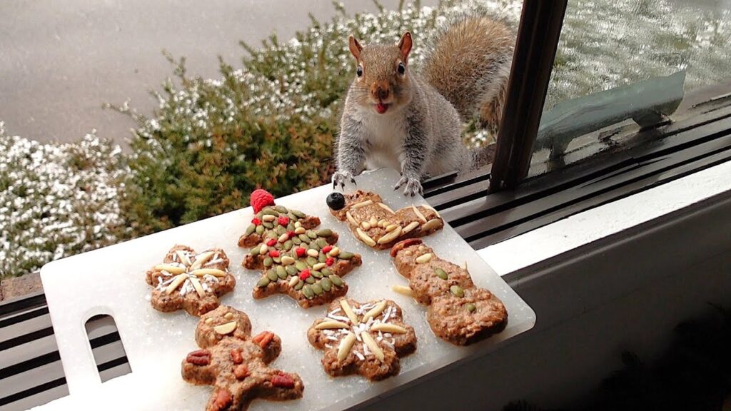 A squirrel visits a tray of Christmas cookies on a window sill.