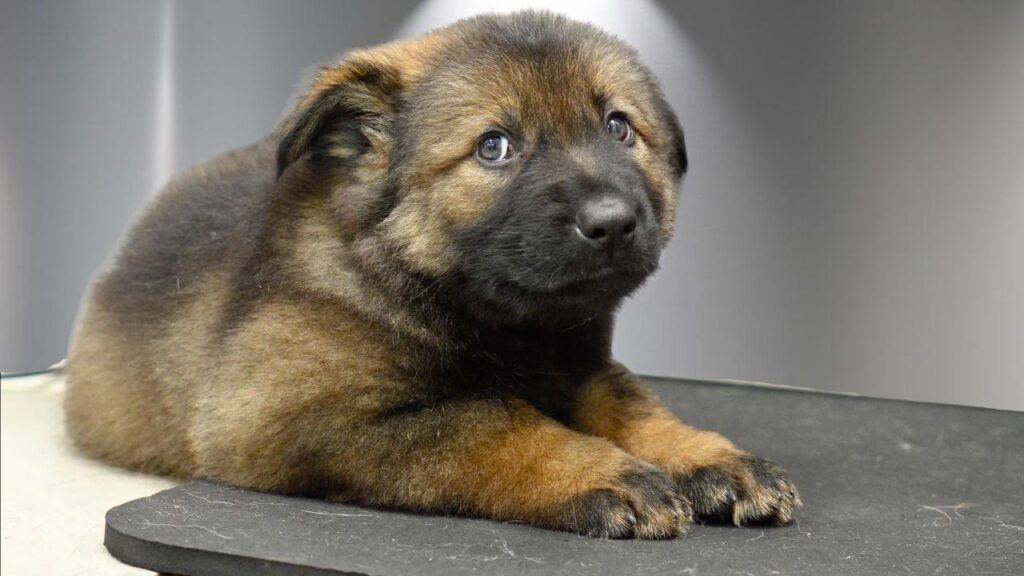 A nervous looking German Shepherd puppy.