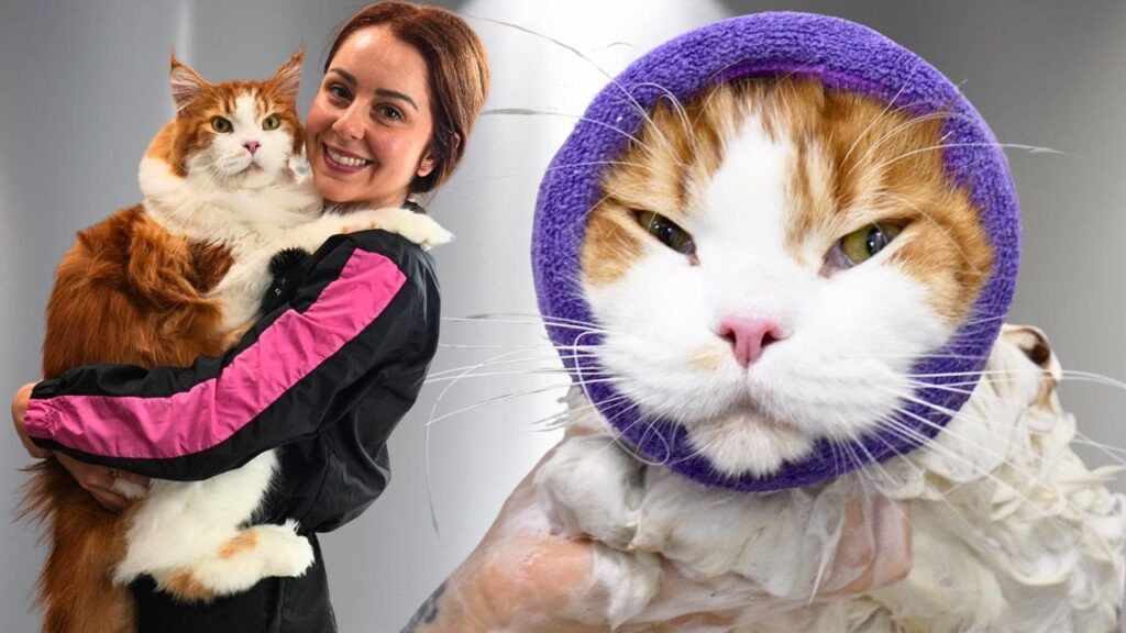 Photograph of a happy woman holding a large orange and white cat. Superimposed on the right side of the image is the same cat wearing a piece of cloth around its head