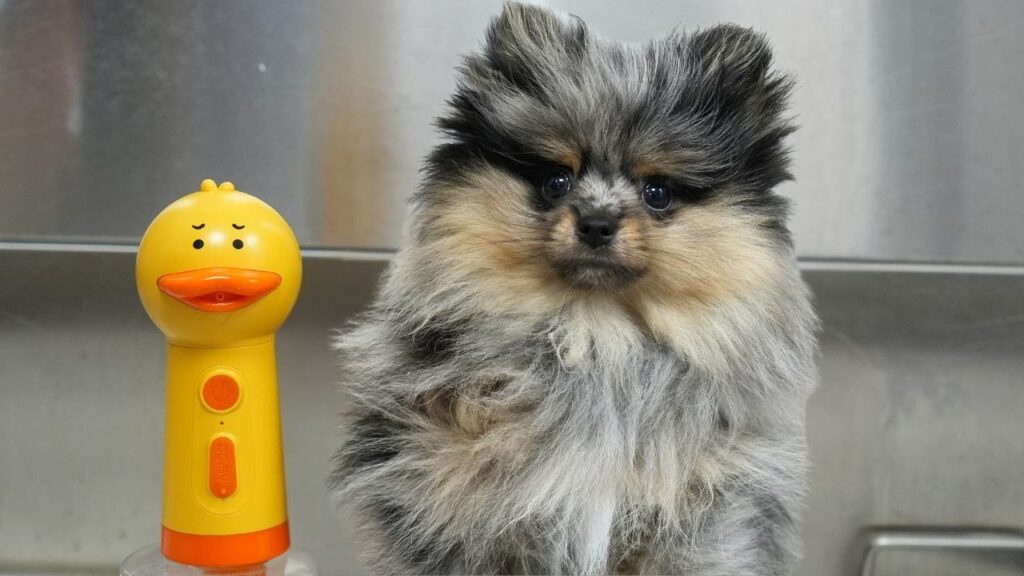 On the left, a soap dispenser shaped like a duck. On the right, a nervous looking Pomeranian dog.