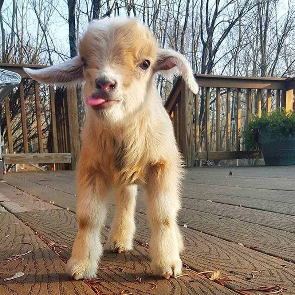 A small baby goat sticks its little tongue out sideways.