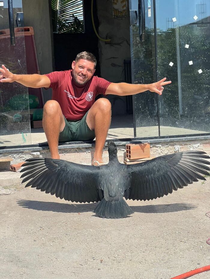 A man wearing gray shorts and a red shirt squats down and holds his arms outstretched. In front of him a large vulture stands on the ground and spreads its wings.