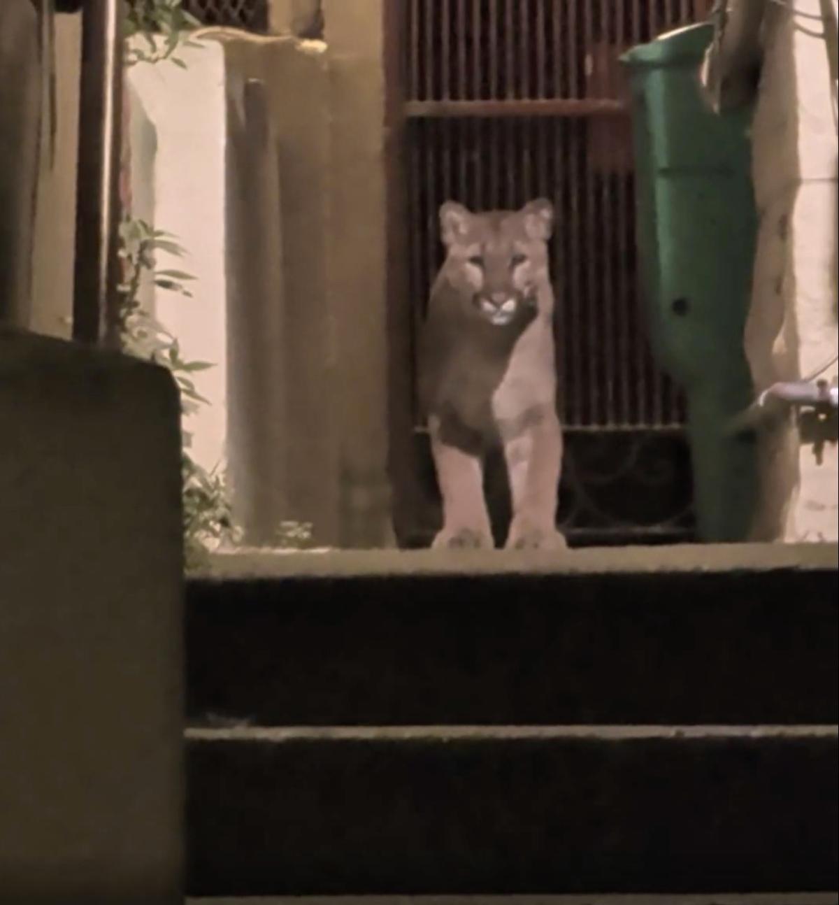 A mountain lion stands in the doorway of a building