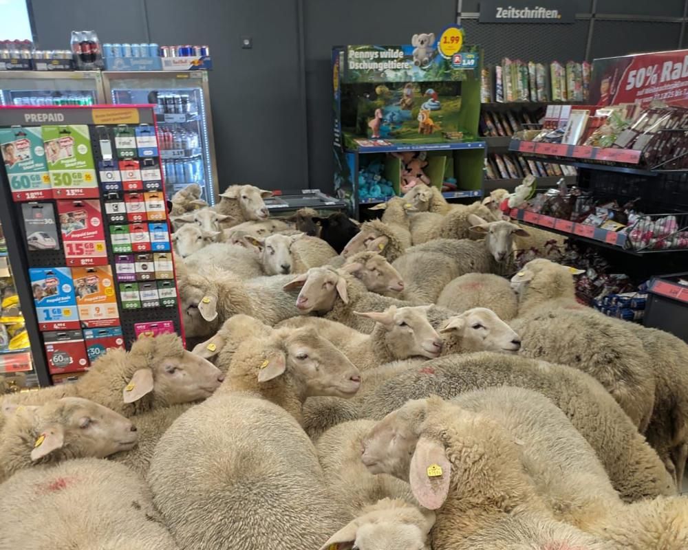 A flock of sheep crowding into a small store