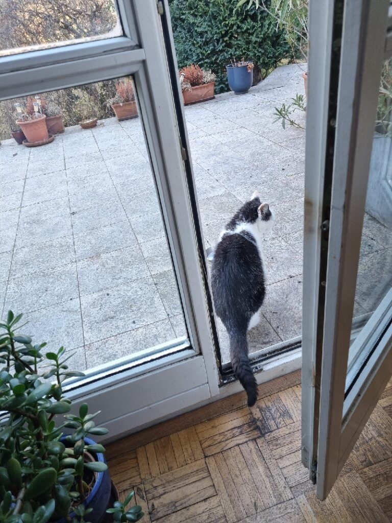 Cat stands in doorway looking to its right