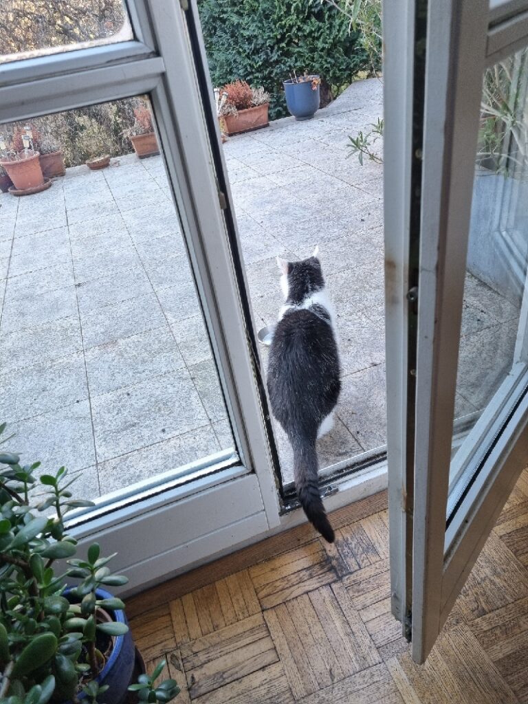 Cat stands in doorway looking straight ahead